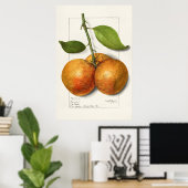 Poster Illustration botanique vintage (Bureau à domicile)