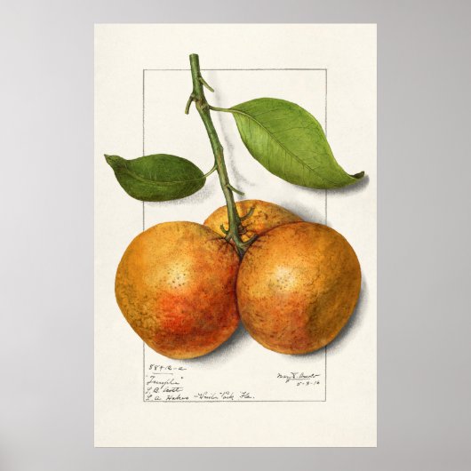 Poster Illustration botanique vintage (Devant)