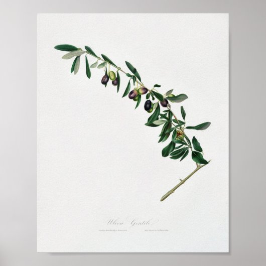 Poster Illustration botanique vintage (Devant)