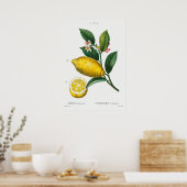 Poster Illustration botanique vintage (Cuisine)