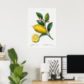 Poster Illustration botanique vintage (Bureau à domicile)