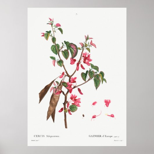 Poster Illustration botanique vintage (Devant)