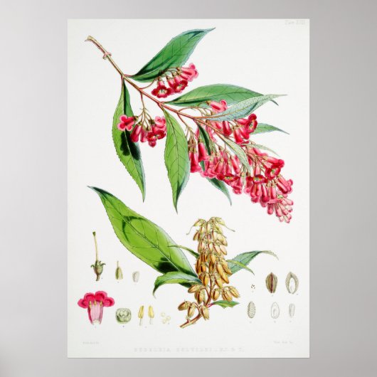 Poster Illustration botanique vintage (Devant)