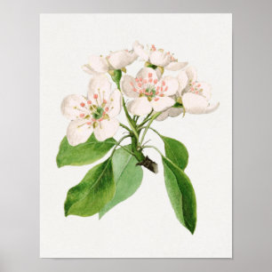 Poster Illustration botanique vintage