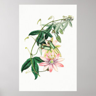 Poster Illustration botanique vintage