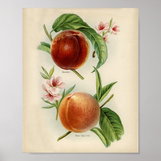 Poster Illustration botanique vintage (Devant)