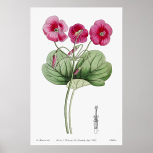 Poster Illustration botanique vintage