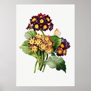 Poster Illustration botanique vintage