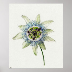 Poster Illustration botanique vintage