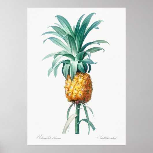 Poster Illustration botanique vintage (Devant)