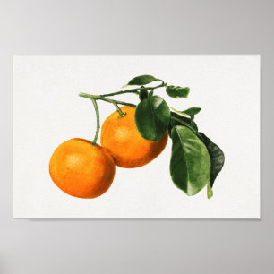 Poster Illustration botanique Vintage