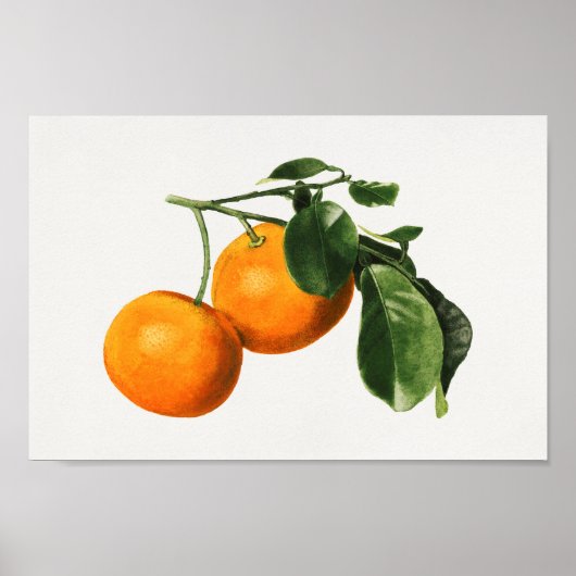 Poster Illustration botanique vintage (Devant)