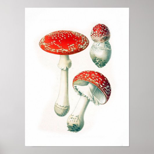 Poster Illustration botanique vintage (Devant)