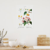 Poster Illustration botanique vintage (Cuisine)