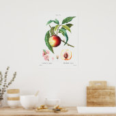 Poster Illustration botanique vintage (Cuisine)