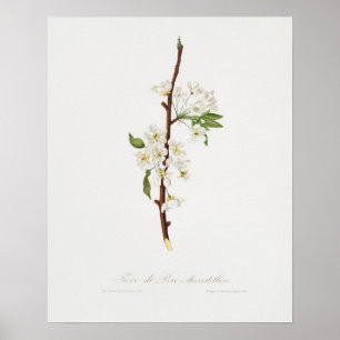 Poster Illustration botanique vintage