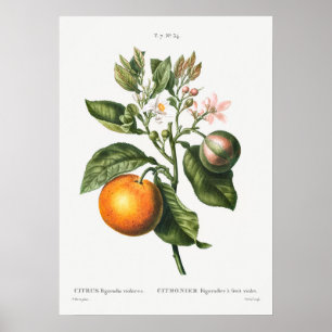 Poster Illustration botanique vintage