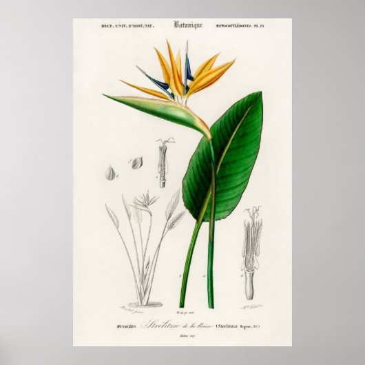 Poster Illustration botanique vintage (Devant)