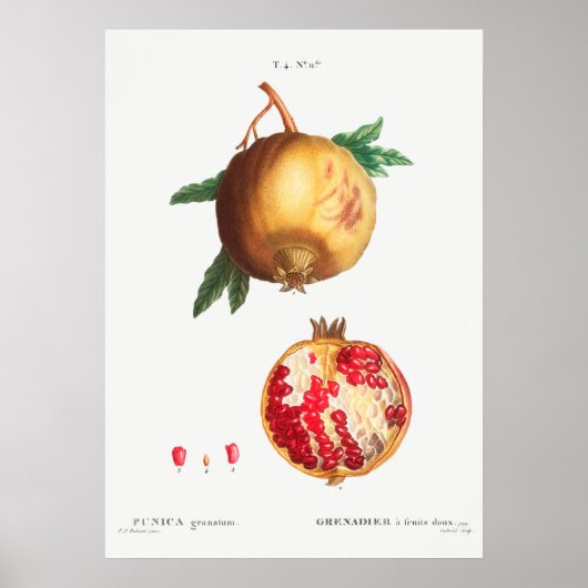 Poster Illustration botanique vintage (Devant)