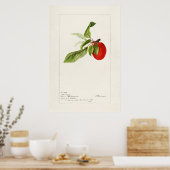 Poster Illustration botanique vintage (Cuisine)