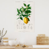 Poster Illustration botanique vintage (Cuisine)