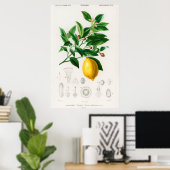 Poster Illustration botanique vintage (Bureau à domicile)