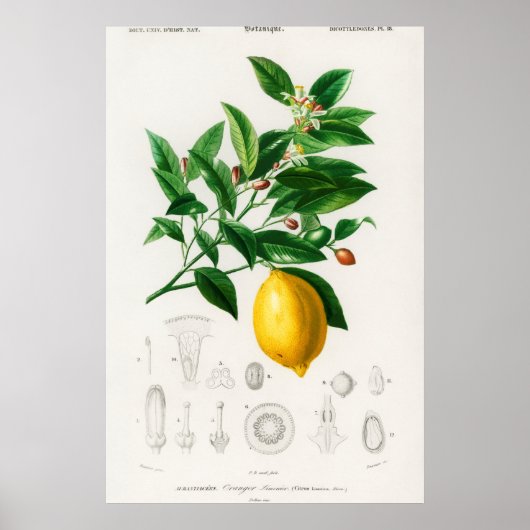 Poster Illustration botanique vintage (Devant)