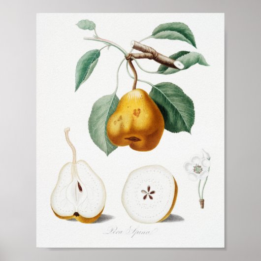 Poster Illustration botanique vintage (Devant)