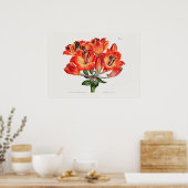 Poster Illustration botanique vintage (Cuisine)