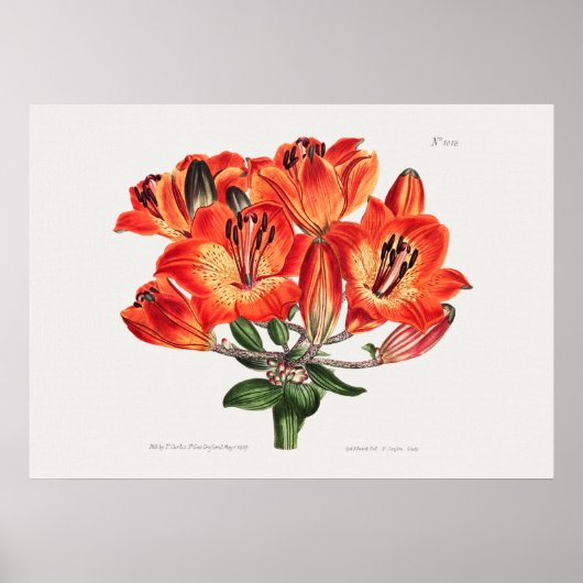 Poster Illustration botanique vintage (Devant)