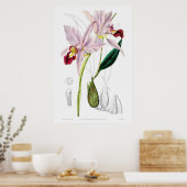 Poster Illustration botanique vintage (Cuisine)