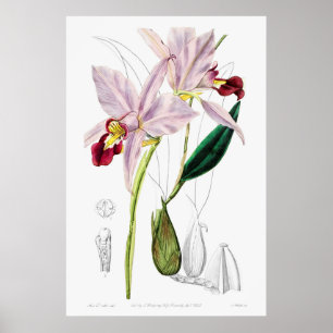 Poster Illustration botanique Vintage
