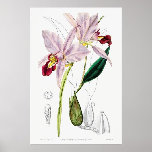 Poster Illustration botanique vintage (Devant)