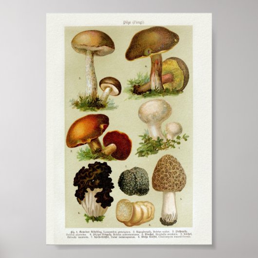 Poster Illustration botanique vintage (Devant)