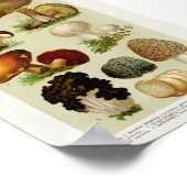 Poster Illustration botanique vintage (Coin)