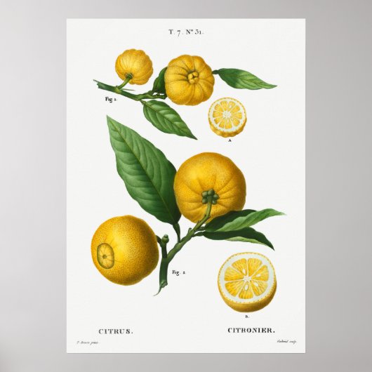 Poster Illustration botanique vintage (Devant)