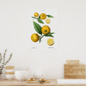 Poster Illustration botanique vintage (Cuisine)