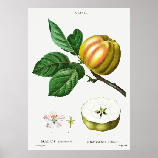 Poster Illustration botanique vintage (Devant)
