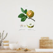 Poster Illustration botanique vintage (Cuisine)