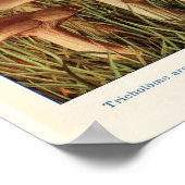 Poster Illustration botanique vintage (Coin)