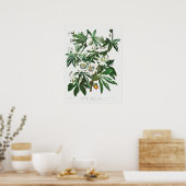 Poster Illustration botanique vintage (Cuisine)