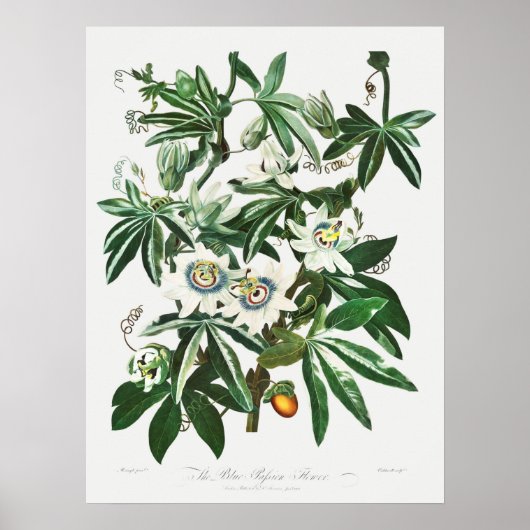 Poster Illustration botanique vintage (Devant)