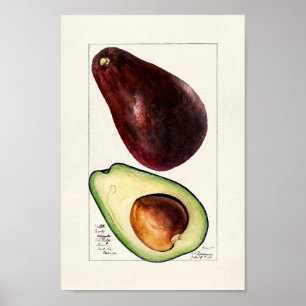 Poster Illustration botanique vintage