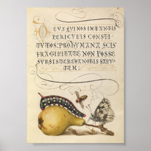 Poster Illustration botanique vintage