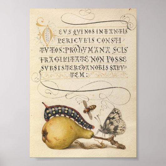 Poster Illustration botanique vintage (Devant)