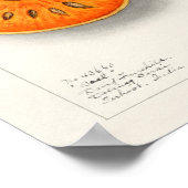 Poster Illustration botanique vintage (Coin)