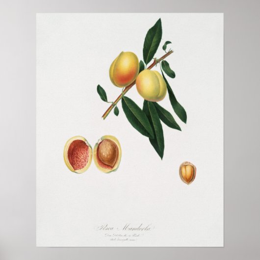 Poster Illustration botanique vintage (Devant)