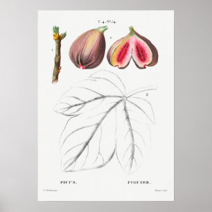 Poster Illustration botanique vintage