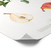 Poster Illustration botanique vintage (Coin)