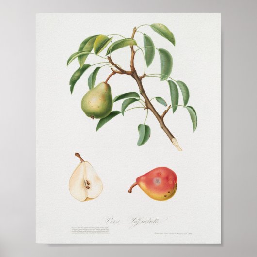 Poster Illustration botanique vintage (Devant)